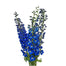 Delphinium Dark Blue California