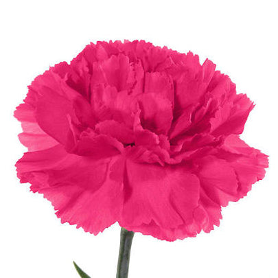 Carnation