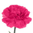 Carnation