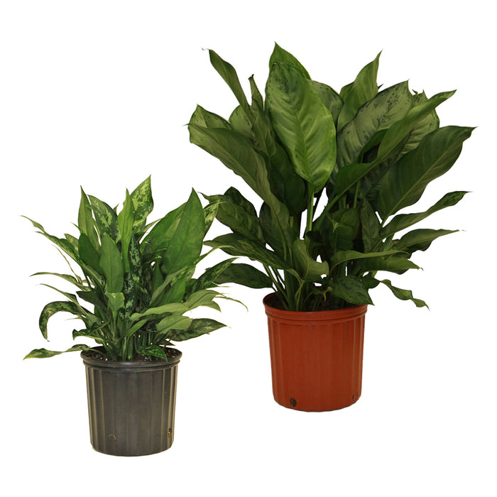 Aglaonema