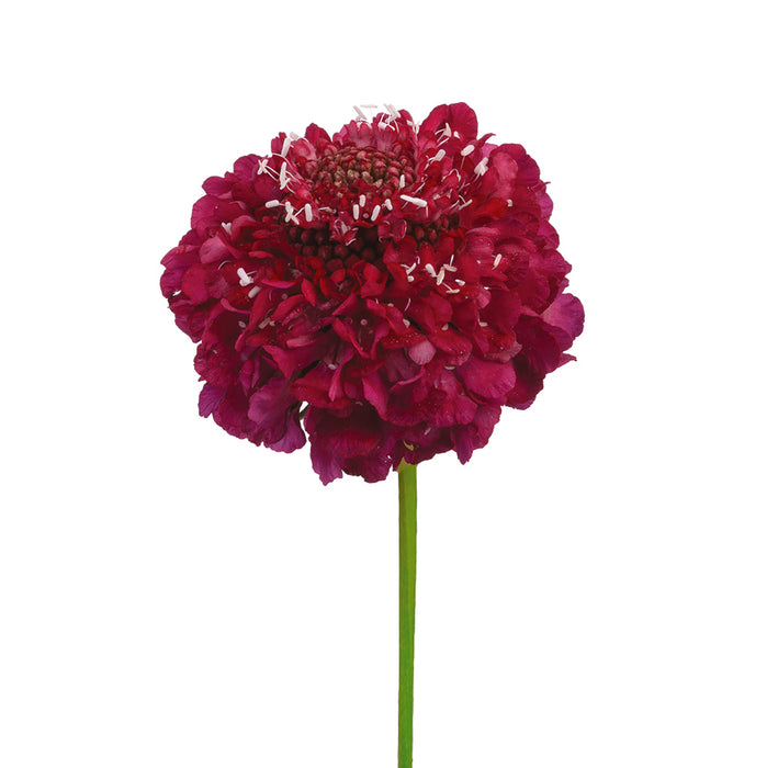 Scabiosa