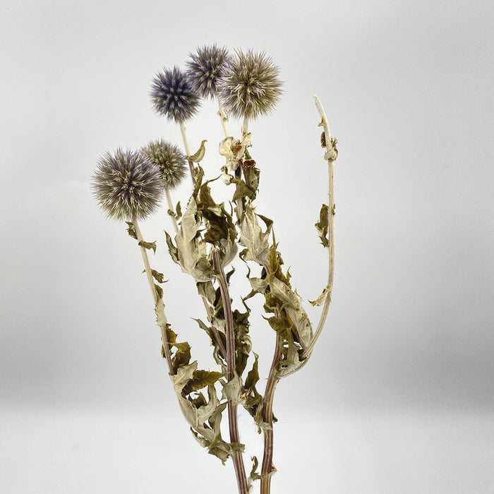 Echinops - Natural