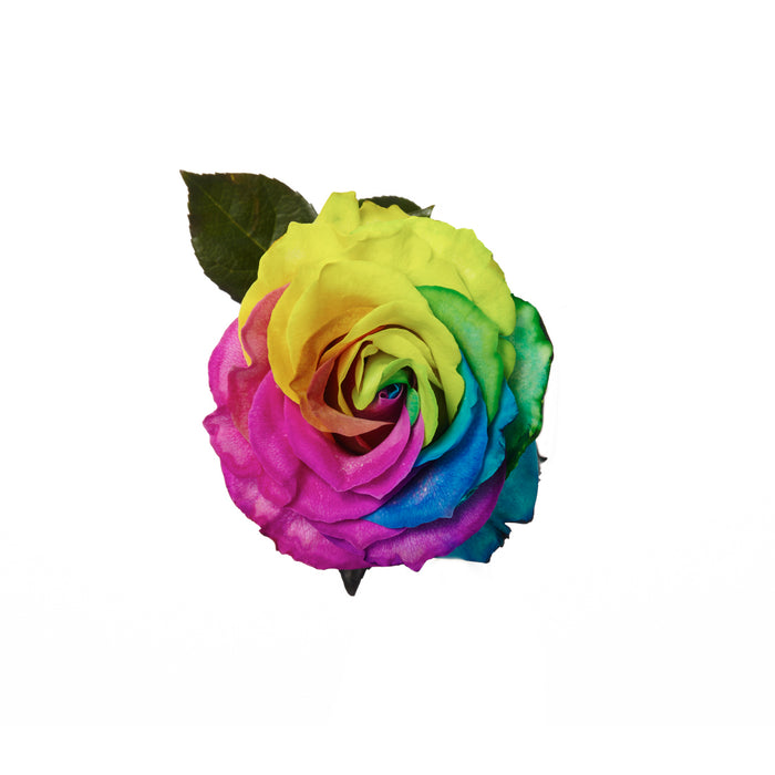 Rose 40cm Tinted Rainbow