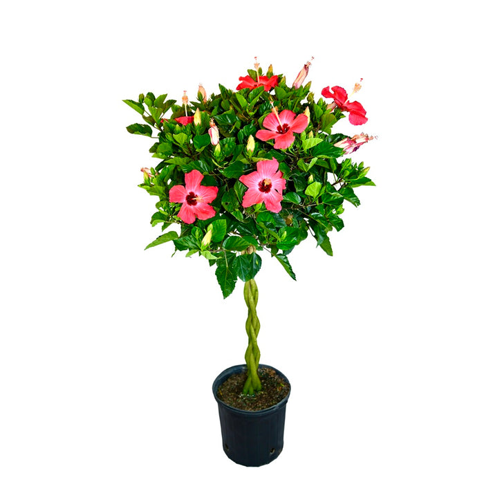 12 in Hibiscus Braid Assorted