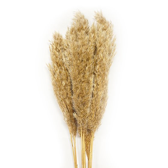 Bleached Plume of Lake