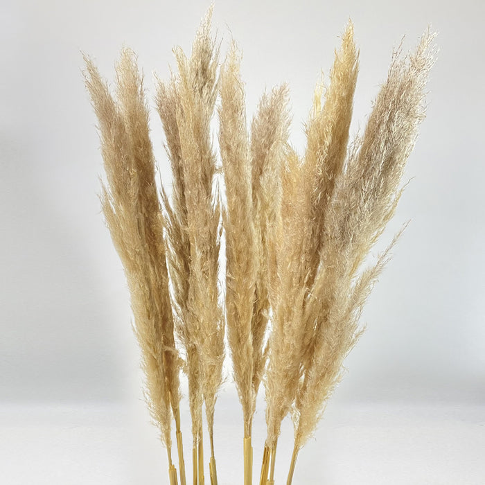 Pampas Natural