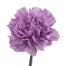 Carnation