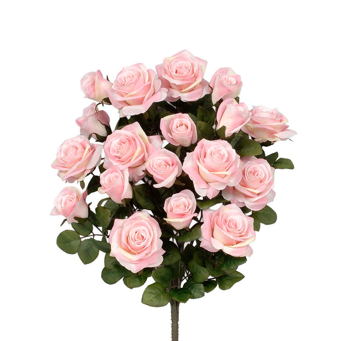 Grandiflora Rose Bush