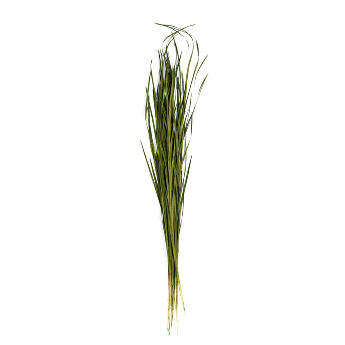 Wild Grass