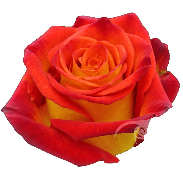 Novelty Roses