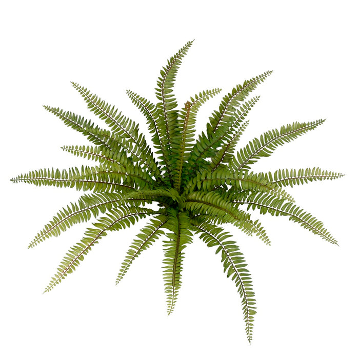 Boston Fern Bush - Green