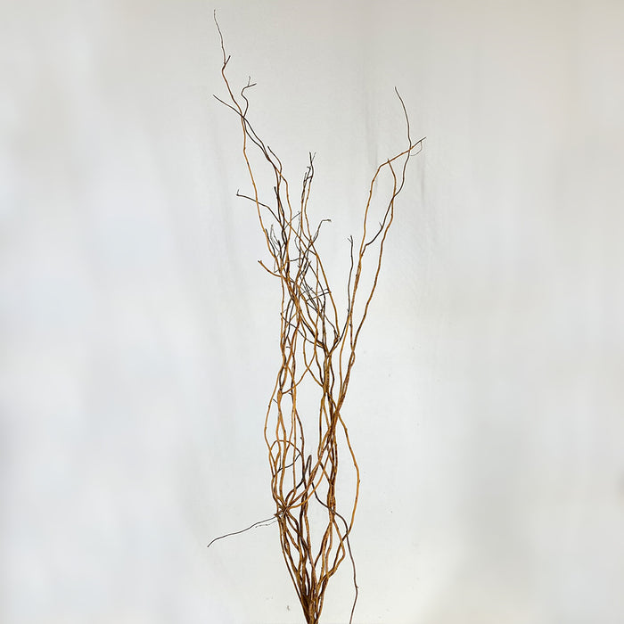 Curly Willow - Natural