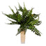 Boston Fern Bush 16 In Green