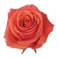 Novelty Roses