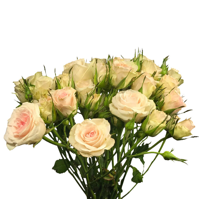 Spray Rose