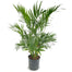 10 in Cat Palm