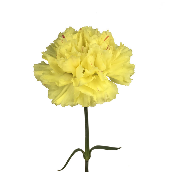 Carnation