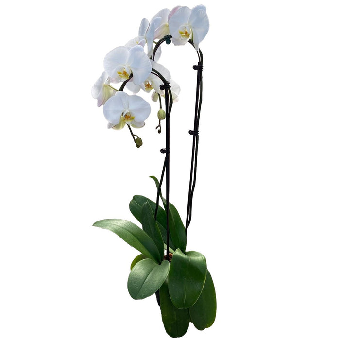 Phalaenopsis Orchid