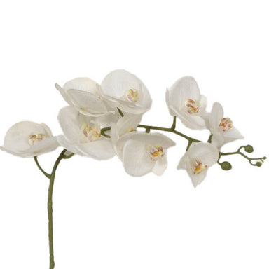 40 in Phalaenopsis - White