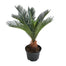 Sago Palm Plant