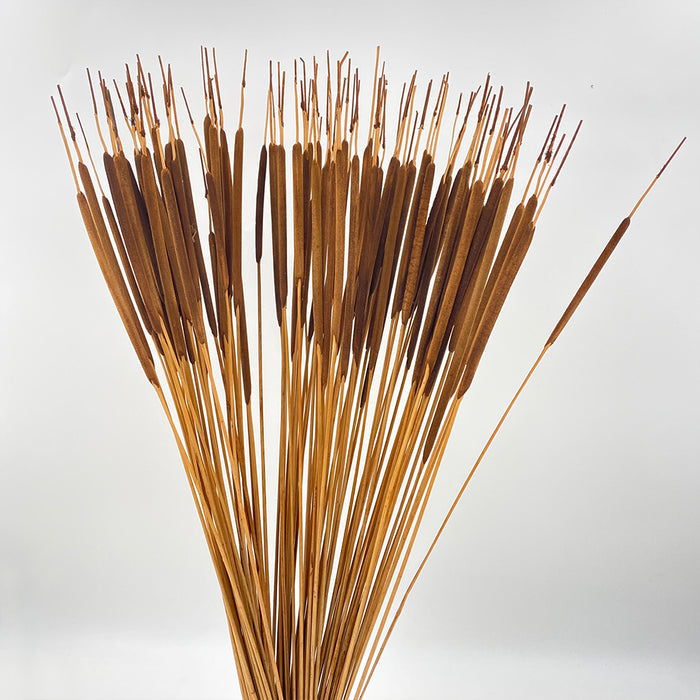 Pencil Cattails - Dark