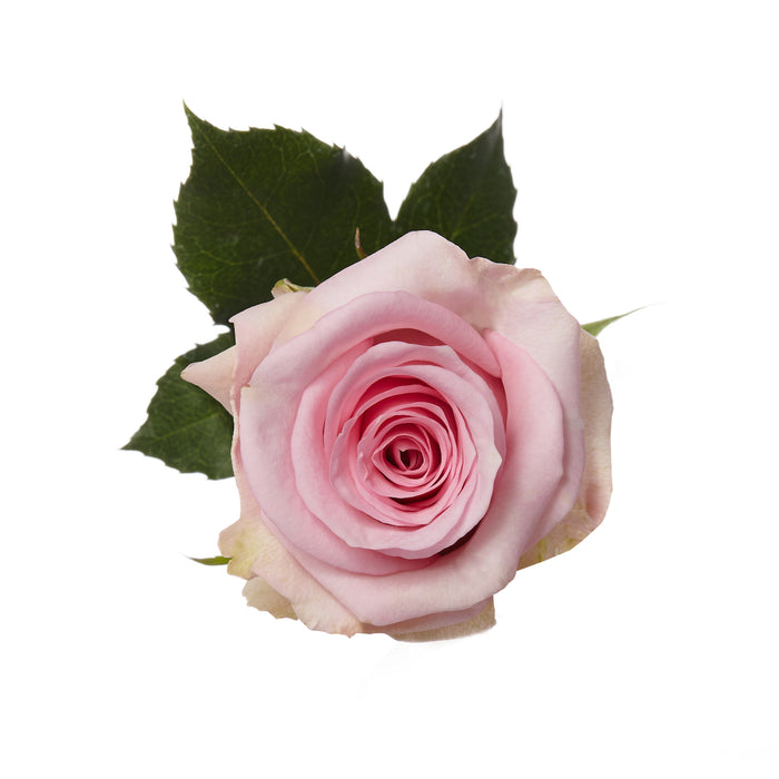 Pink Roses