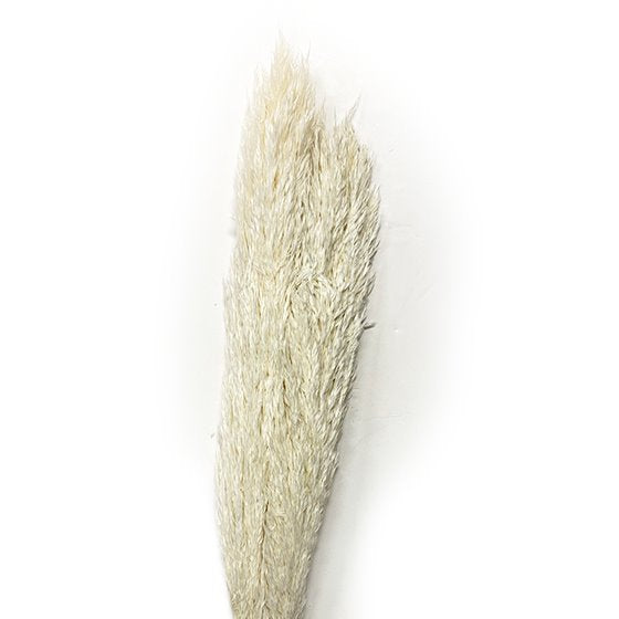 Bleached Mini Pampas