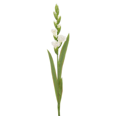 30" Gladiolus - White