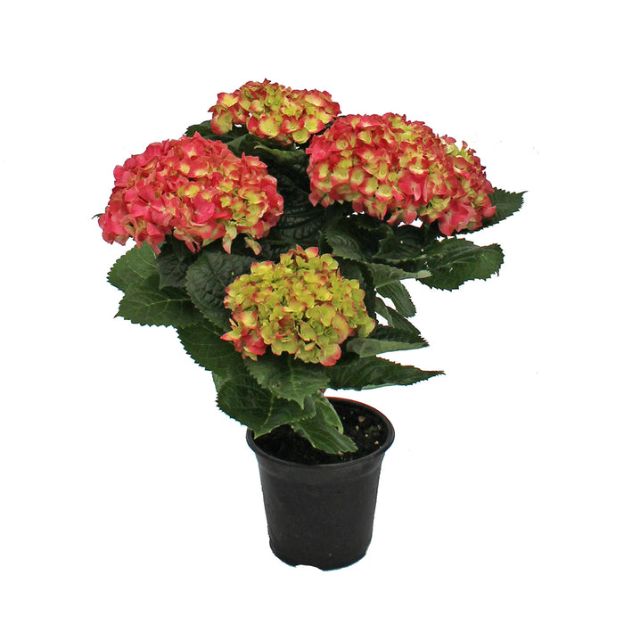 Hydrangea Plant