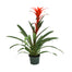 Bromeliad Plant