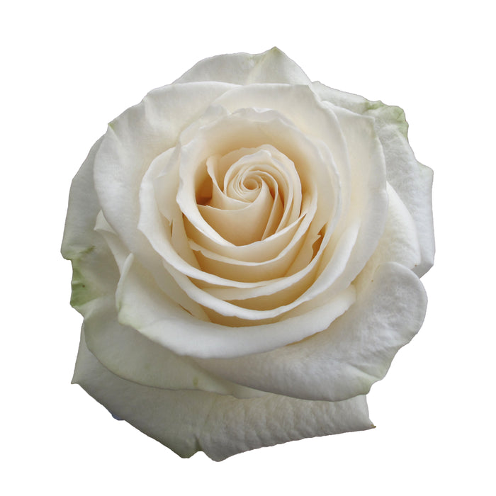 White Roses
