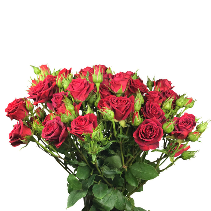 Spray Rose