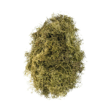 Spanish Moss Bagged - Light Green