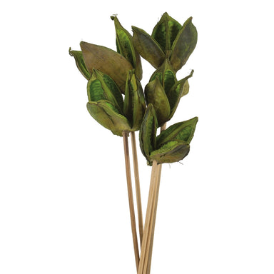 16 in Basil Sora Pod on Stem (5/Pack)