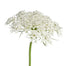 Queen Ann's Lace