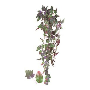 Purple Passion Bush