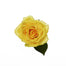 Rose Yellow Idole 50cm