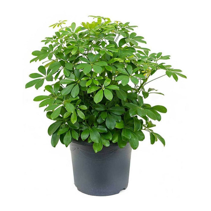 Arboricola