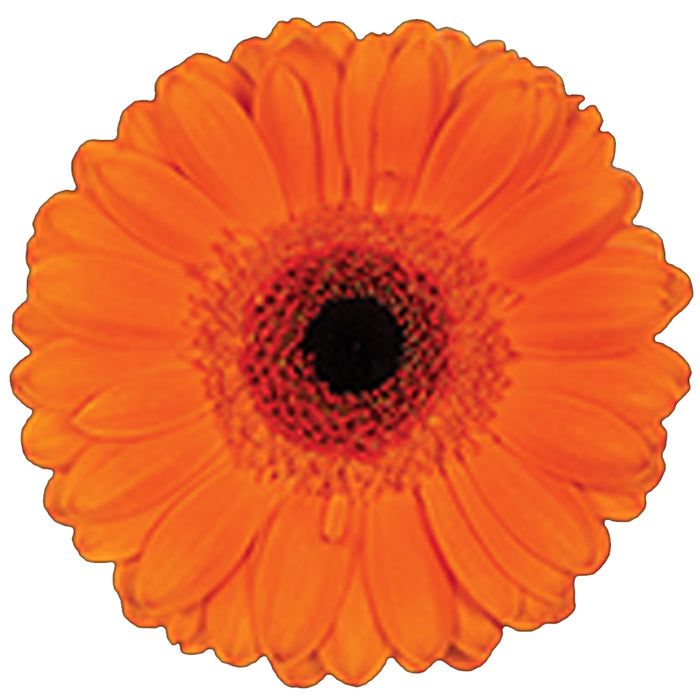 Germini Orange Bueno