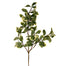 Pittisporum Stem 34 In Green Tt