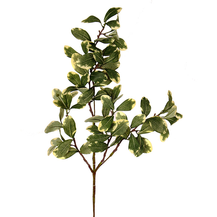 Pittisporum Stem 34 In Green Tt