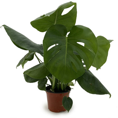 Philodendron Splitleaf