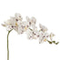 40 in Moth Orchid - White/Brown