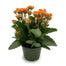 Kalanchoe