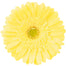 Gerbera Cream Passito