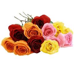 Rose Assorted 50cm