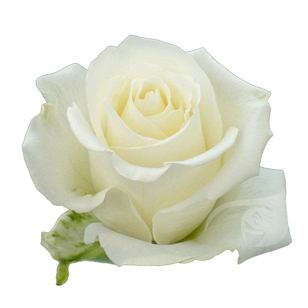 White Roses