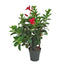 Mandevilla Trellis