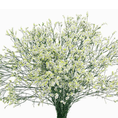 Caspia Limonium White