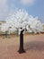 13' Cherry Blossom Tree